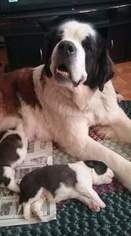 Mother of the Saint Bernard puppies born on 02/17/2017