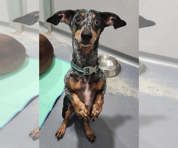 Medium Photo #1 Dachshund Puppy For Sale in Walnutport, PA, USA