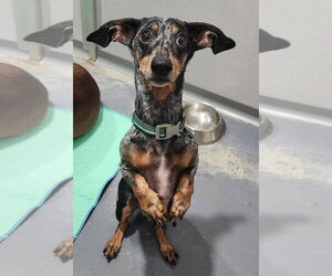Dachshund Dogs for adoption in Walnutport, PA, USA