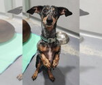 Trouble - Male Dachshund Dog for Adoption - Small photo