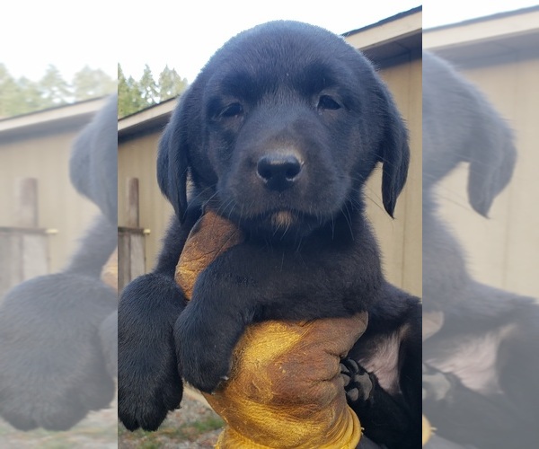 Medium Photo #40 Labrador Retriever Puppy For Sale in OLYMPIA, WA, USA