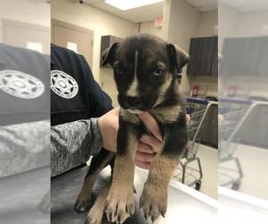 American Pit Bull Terrier-Unknown Mix Dogs for adoption in Conroe, TX, USA