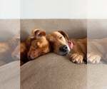 Small #4 Labrador Retriever Mix
