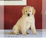 Small Photo #4 Golden Retriever Puppy For Sale in MANHEIM, PA, USA