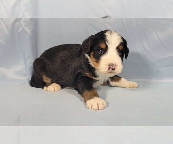 Medium Photo #8 Bernedoodle Puppy For Sale in BLACK FOREST, CO, USA