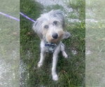 Small #6 Poodle (Standard)-Siberian Husky Mix