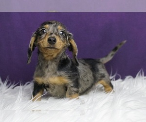 Dachshund Puppy for sale in WARSAW, IN, USA