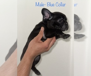 French Bulldog Puppy for sale in TEMPE, AZ, USA