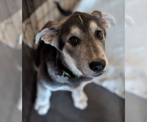 Siberian Husky Dogs for adoption in Holly Springs, NC, USA