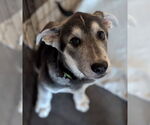 Small #2 Siberian Husky