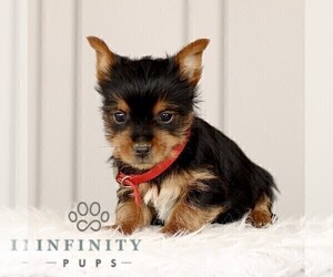 Yorkshire Terrier Puppy for sale in BIRD IN HAND, PA, USA