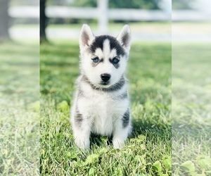 Siberian Husky Puppy for sale in NORTH LAWRENCE, OH, USA