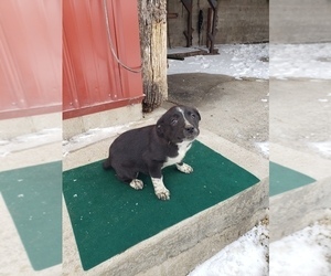 Border Collie Puppy for sale in HAZLETON, IA, USA