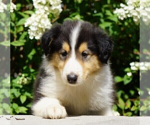 Collie Puppy for sale in FREDERICKSBG, OH, USA