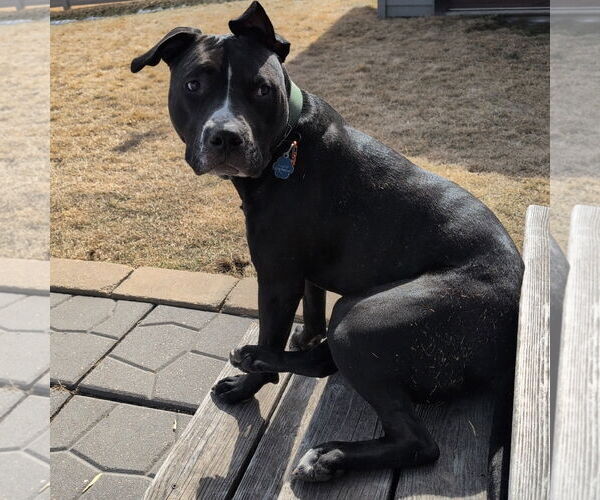 Medium Photo #3 American Pit Bull Terrier Puppy For Sale in Fargo, ND, USA