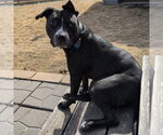 Small #2 American Pit Bull Terrier