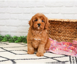 Small #7 Cavapoo (Miniature)