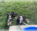 Small #1 Australian Shepherd-Catahoula Leopard Dog Mix