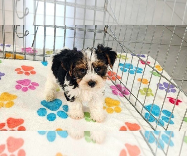 Medium Photo #2 Yorkshire Terrier Puppy For Sale in ORO VALLEY, AZ, USA