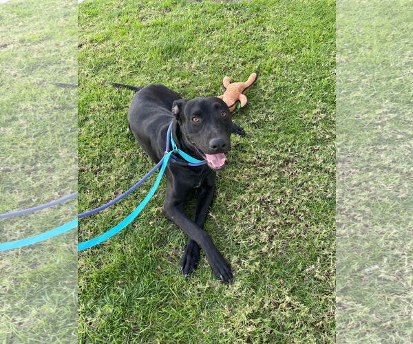 Medium Photo #5 Labrador Retriever-Unknown Mix Puppy For Sale in San Diego, CA, USA