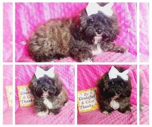 Maltipoo-Poodle (Miniature) Mix Puppy for sale in TAYLOR, TX, USA