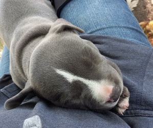 American Pit Bull Terrier Puppy for sale in DELAWARE, OH, USA