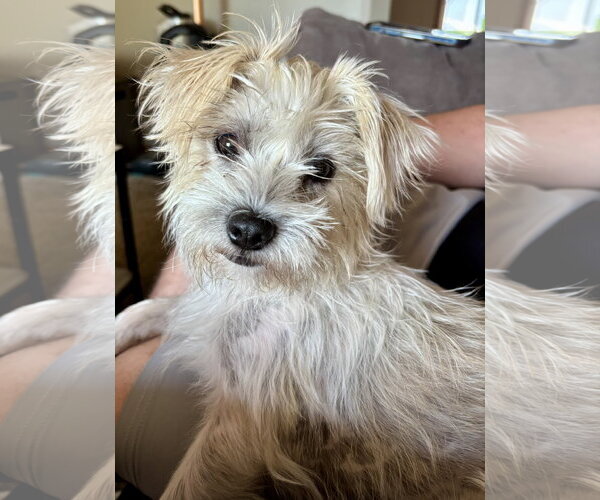 Medium Photo #3 Cairn Terrier-Unknown Mix Puppy For Sale in St. Louis Park, MN, USA