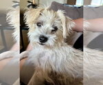 Small #2 Cairn Terrier Mix