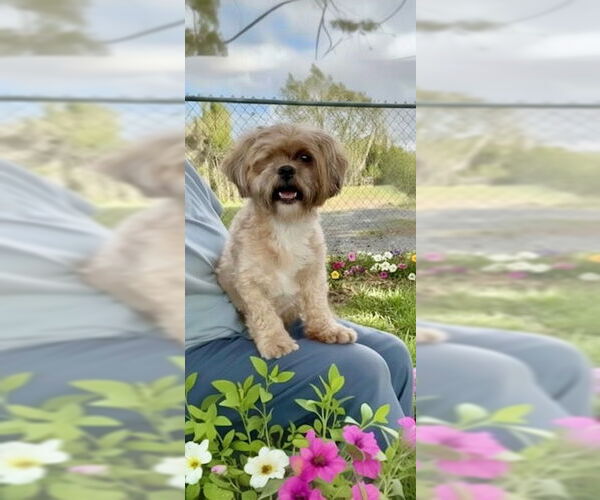 Medium Photo #2 Shih Tzu Puppy For Sale in Weston, FL, USA