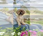 Small #1 Shih Tzu