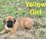 Small Photo #17 Mastiff Puppy For Sale in BIXBY, OK, USA