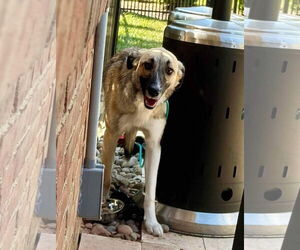 Border Collie-Unknown Mix Dogs for adoption in Germantown, OH, USA