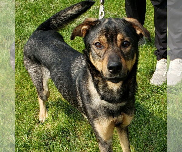 Medium Photo #11 Mutt Puppy For Sale in Fargo, ND, USA
