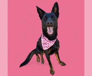 Mutt Dogs for adoption in Bakersfield, CA, USA