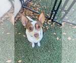 Small #1 Jack Chi