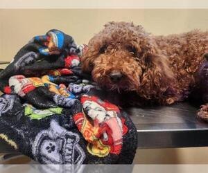 Poodle (Toy) Dogs for adoption in Pasadena, CA, USA