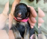 Puppy Pink Collar German Shepherd Dog