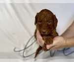 Small Photo #13 Goldendoodle Puppy For Sale in ABILENE, TX, USA