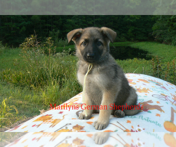 Medium Photo #6 German Shepherd Dog Puppy For Sale in PIEDMONT, MO, USA