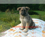 Small #5 German Shepherd Dog