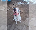 Small Great Dane