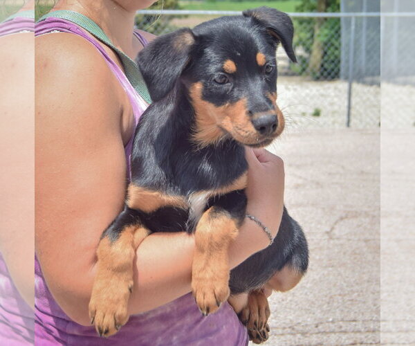 Medium Photo #5 Australian Shepherd-Unknown Mix Puppy For Sale in Huntley, IL, USA