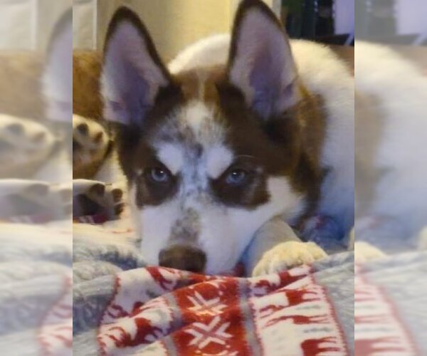 Medium Photo #1 Siberian Husky-Unknown Mix Puppy For Sale in Sequim, WA, USA