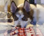 Small Photo #1 Siberian Husky-Unknown Mix Puppy For Sale in Sequim, WA, USA