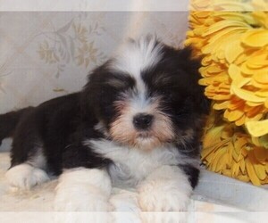 Lhasa Apso Puppy for sale in MADISON, SD, USA