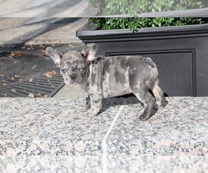 French Bulldog Puppy for sale in EMPIRE STATE, NY, USA
