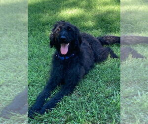Labrador Retriever-Unknown Mix Dogs for adoption in Claremore, OK, USA