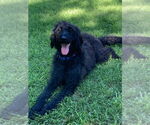 Small Labrador Retriever Mix