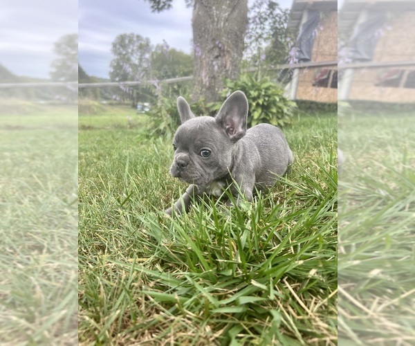 Medium Photo #4 French Bulldog Puppy For Sale in MILLVILLE, MN, USA