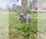Small #3 French Bulldog